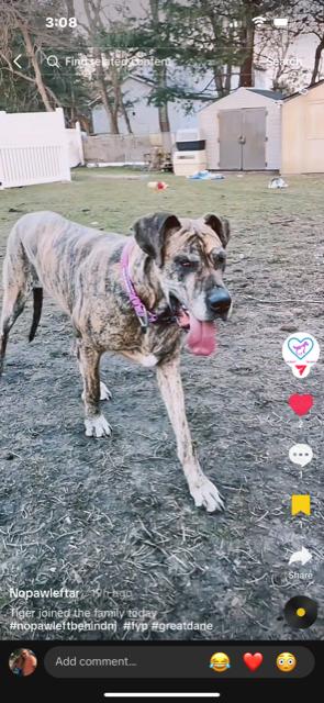 Enlarge Dana, a Adoptable Great Dane in Union Beach, NJ image 3/3