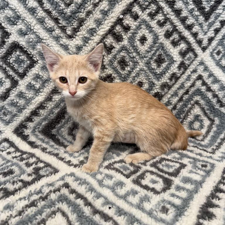 Nutmeg, ADOPTABLE, Kitten Female Domestic Long Hair.