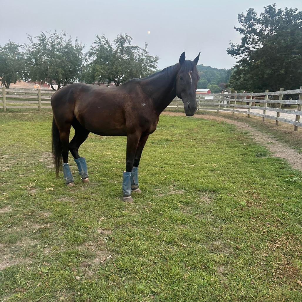 Nike - Pinetree Pro, Adoptable, Senior Male Quarterhorse.