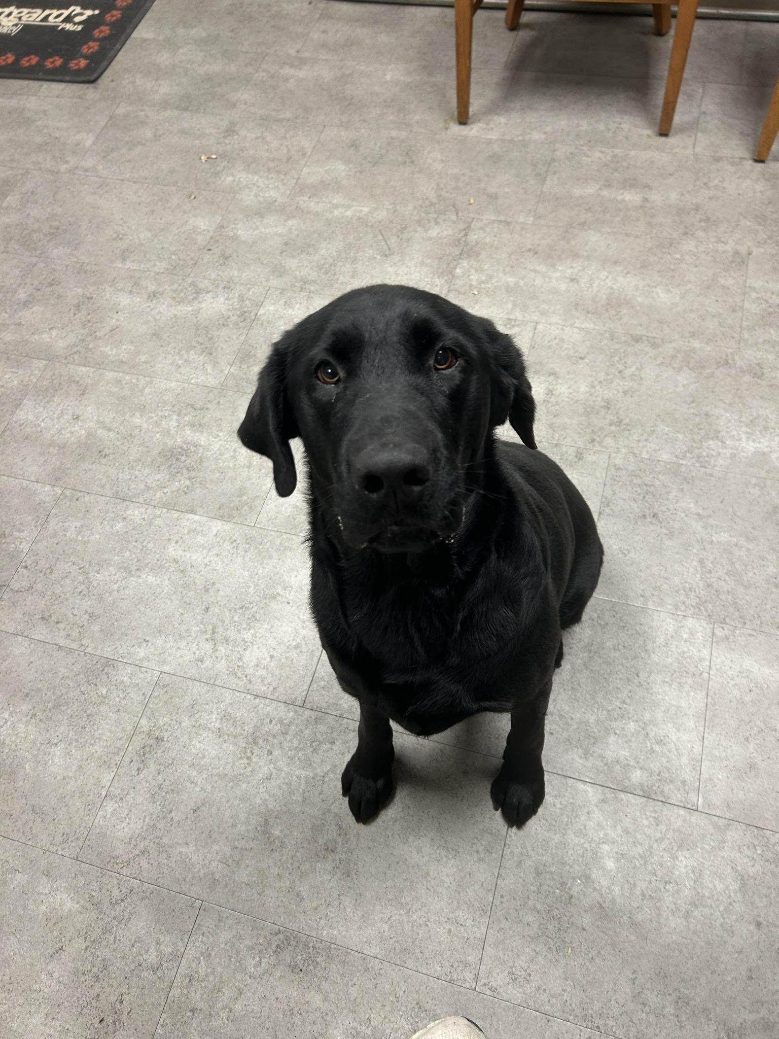Beau, adopted, Adult Male Black Labrador Retriever.