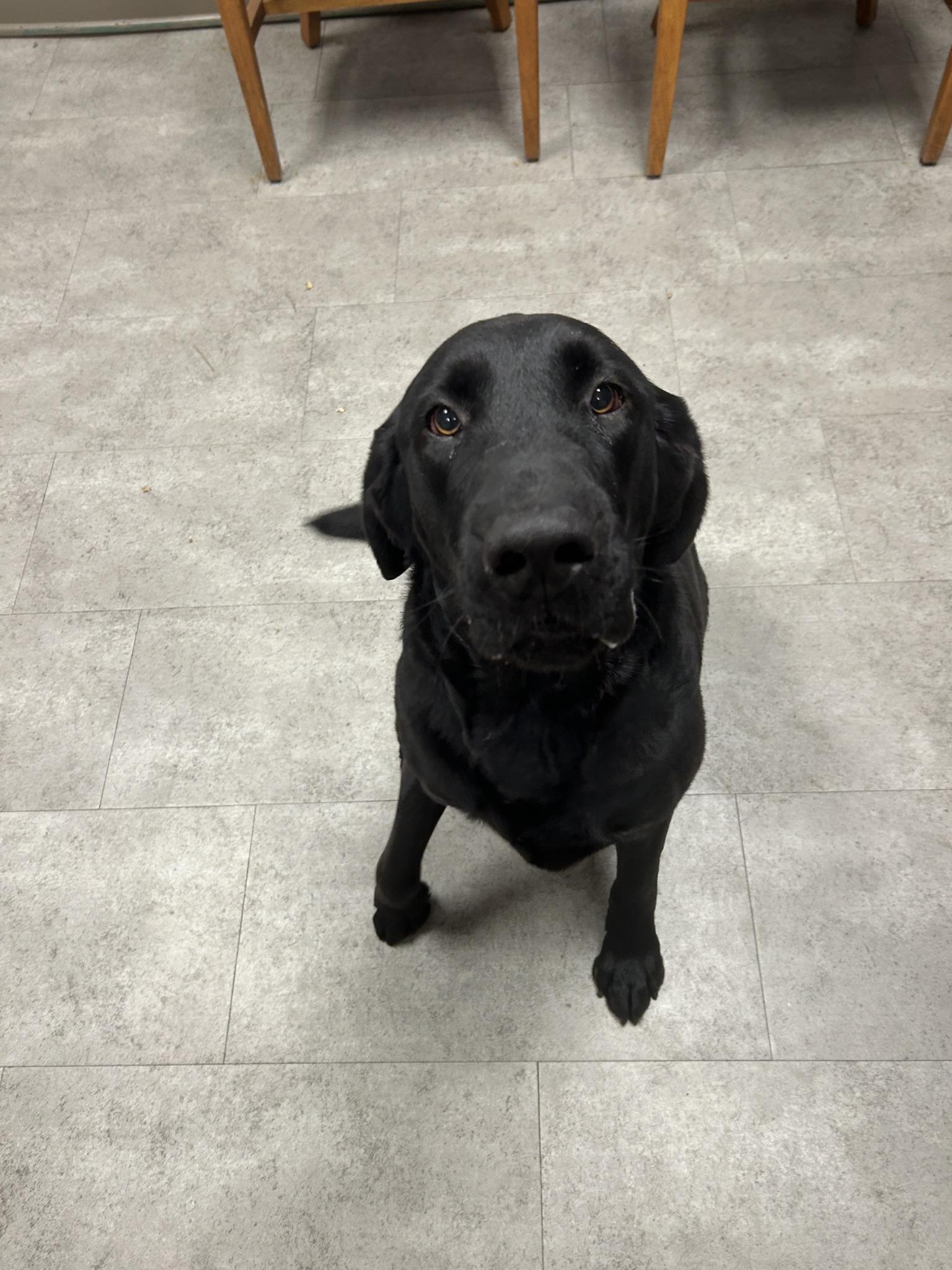 Enlarge Beau, an adopted Black Labrador Retriever in McPherson, KS image 2/3