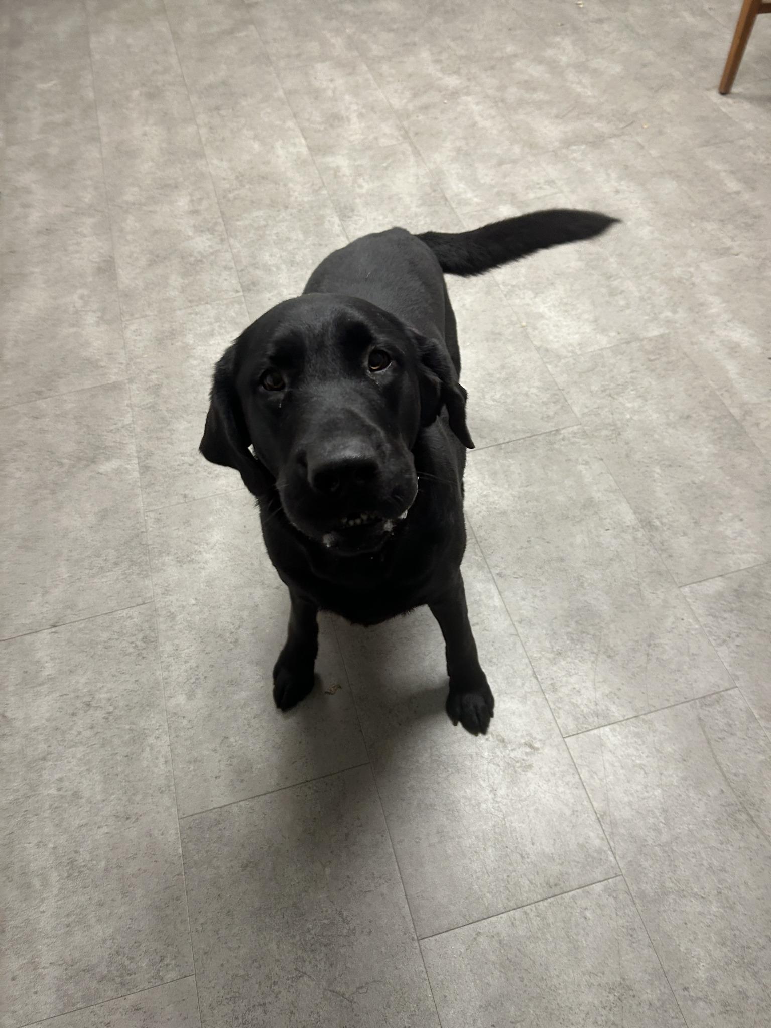 Enlarge Beau, an adopted Black Labrador Retriever in McPherson, KS image 3/3