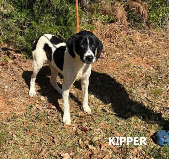 Enlarge Kipper, a ADOPTABLE mixed breed in Washington, GA image 3/3