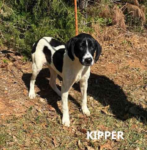 Enlarge Kipper, a ADOPTABLE mixed breed in Washington, GA image 2/3