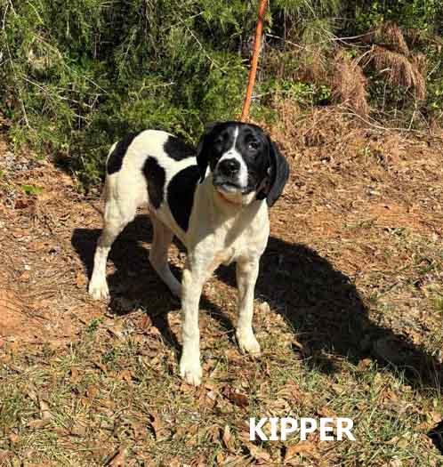 Kipper, ADOPTABLE, Young Male Pointer & Labrador Retriever.