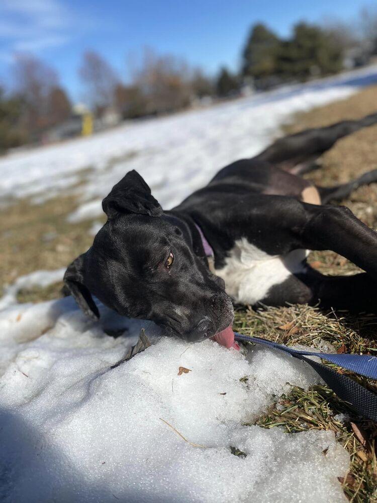 Marcos, Adopted, Young Male American Staffordshire Terrier.