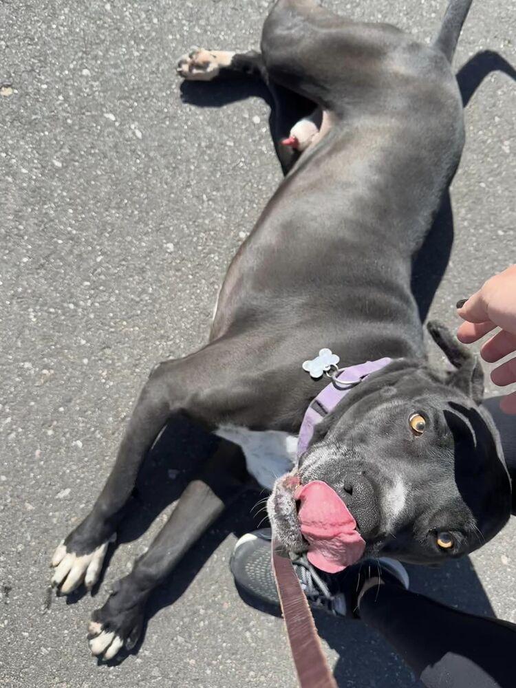 Enlarge Marcos, a Adopted mixed breed in Littleton, CO image 2/6