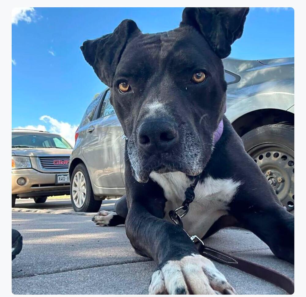 Enlarge Marcos, a Adopted mixed breed in Littleton, CO image 3/6