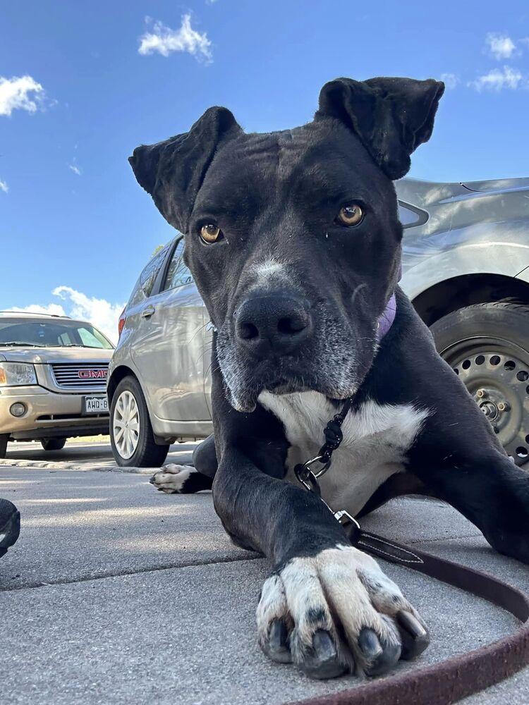 Enlarge Marcos, a Adopted mixed breed in Littleton, CO image 4/6