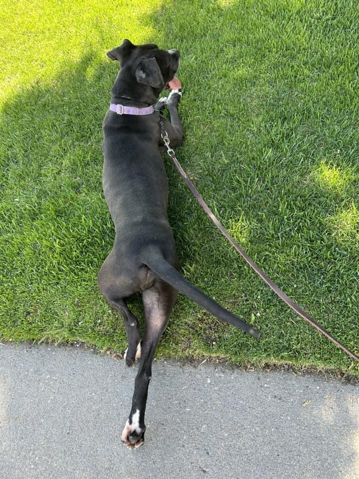 Enlarge Marcos, a Adopted mixed breed in Littleton, CO image 5/6