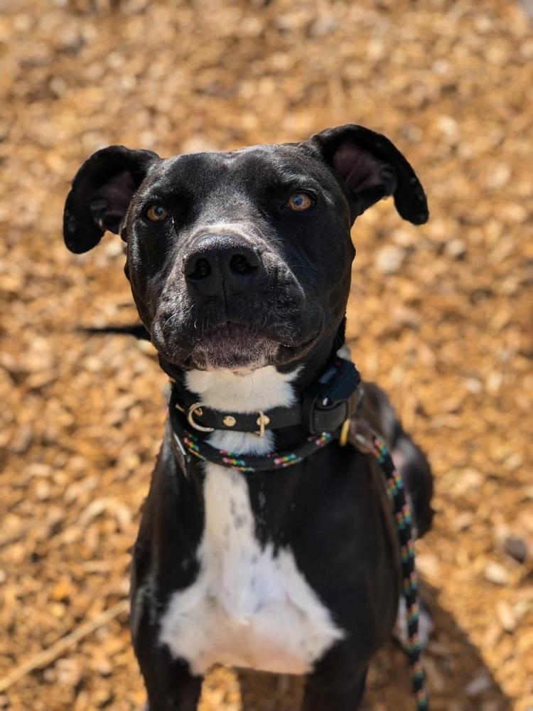 Enlarge Marcos, a Adopted mixed breed in Littleton, CO image 6/6