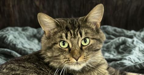 JINGLES, Adoptable, Adult Male Domestic Long Hair.