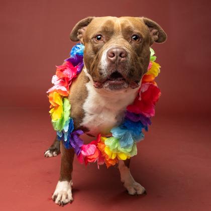 Gino, Adoptable, Adult Male Pit Bull Terrier & Mixed Breed.