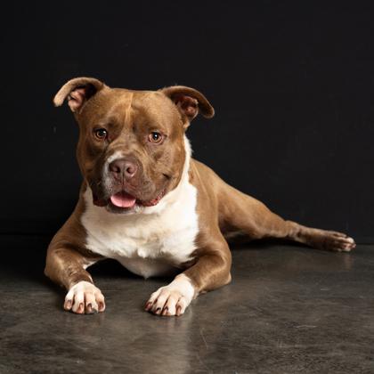 Enlarge Gino, a Adoptable mixed breed in Atlanta, GA image 2/3