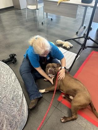 Enlarge Gino, a Adoptable mixed breed in Atlanta, GA image 3/3