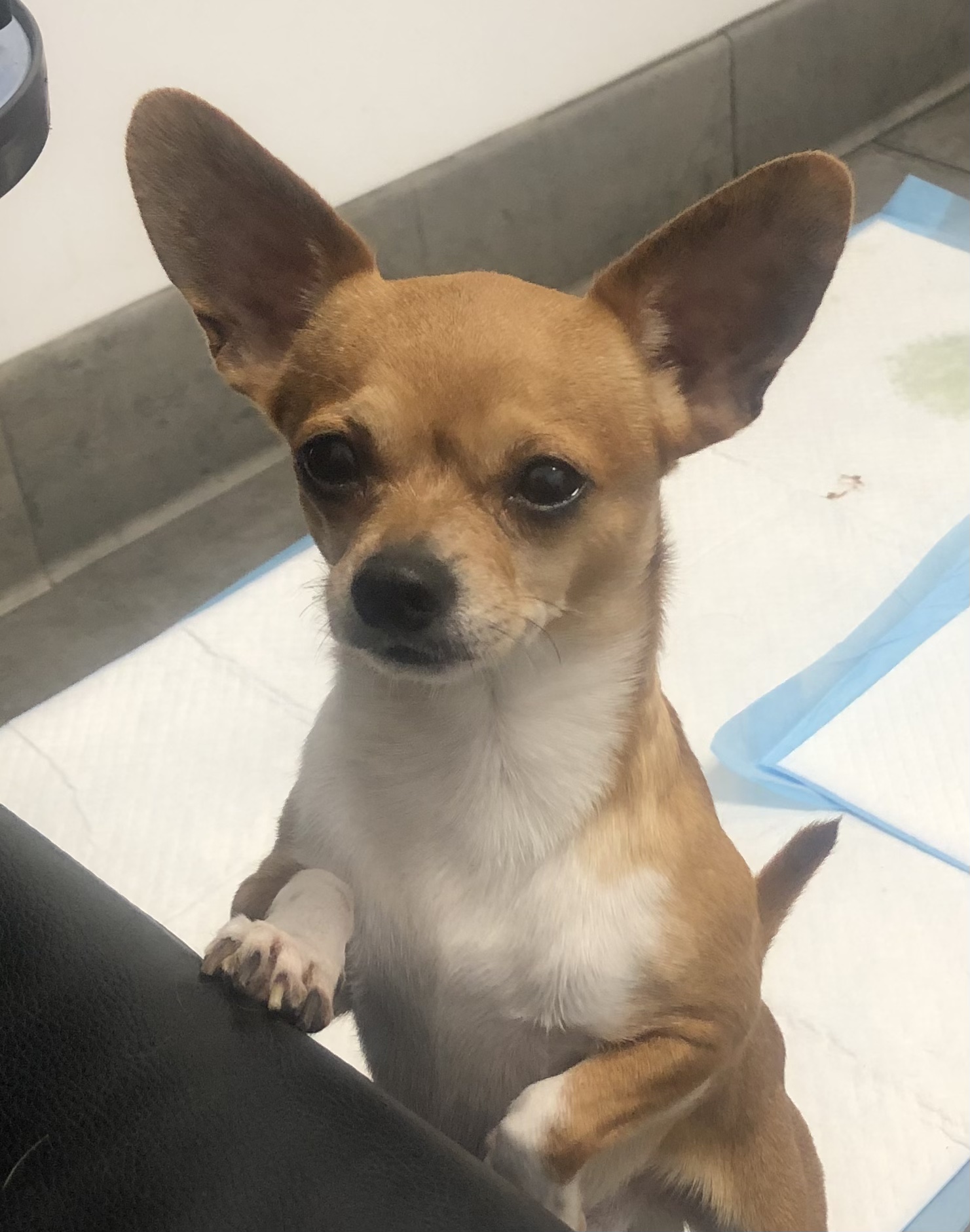 Enlarge JoJo, a Adoptable Chihuahua in Studio City, CA image 1/1