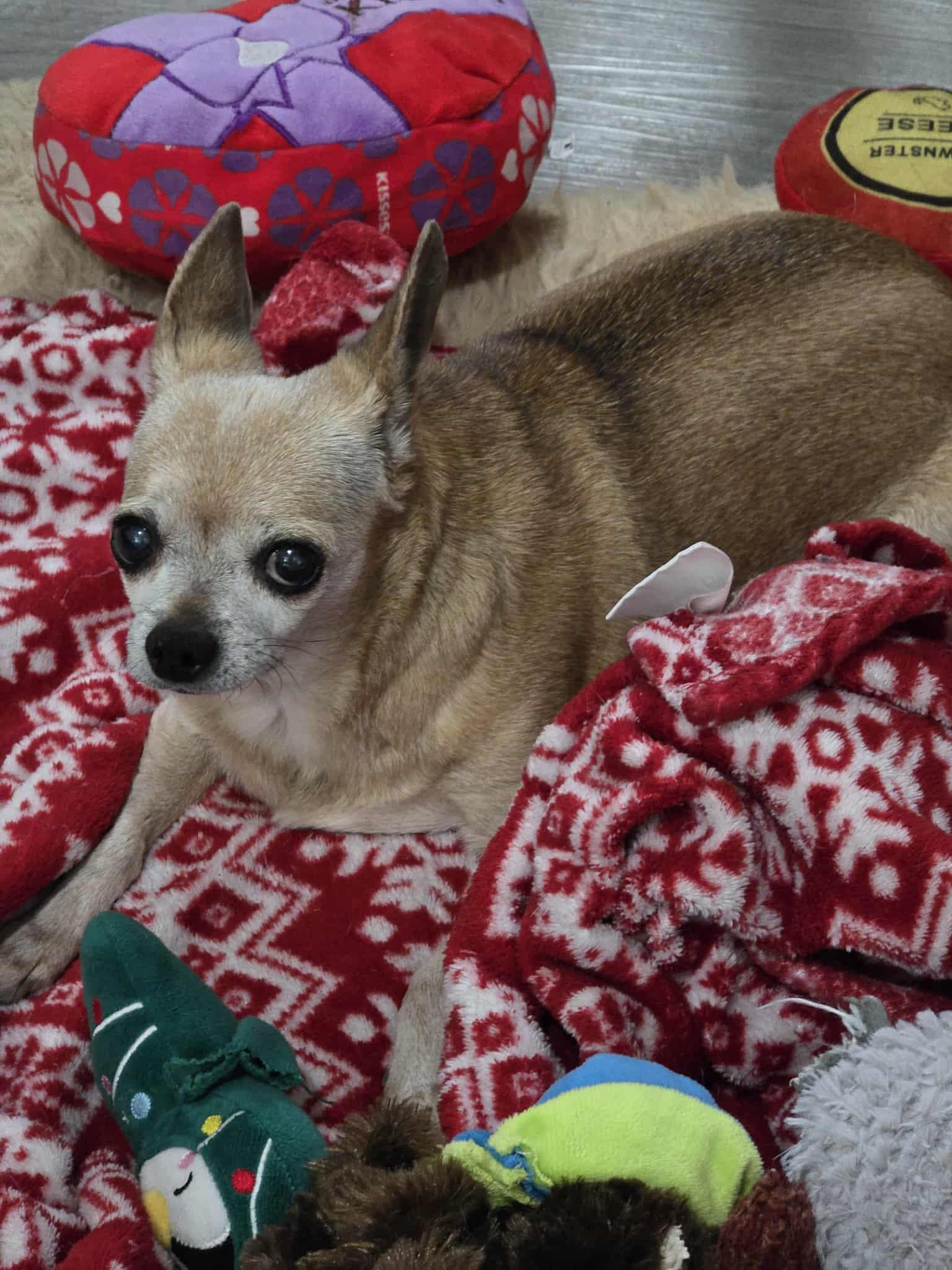 Enlarge Maggie May, a Adopted Chihuahua in Midway, UT image 1/3