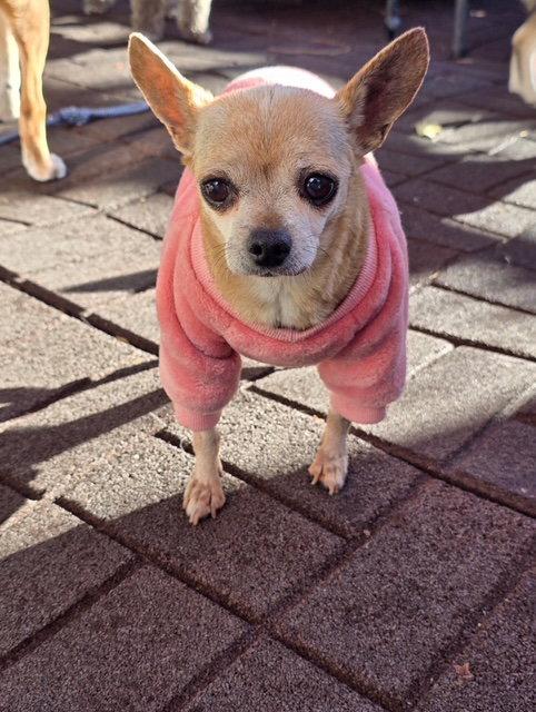 Enlarge Maggie May, a Adopted Chihuahua in Midway, UT image 2/3