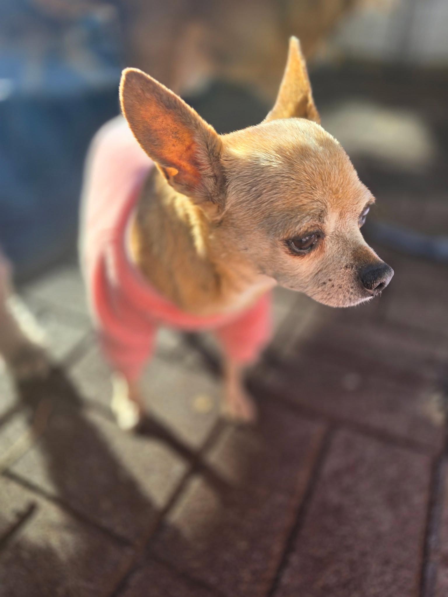 Enlarge Maggie May, a Adopted Chihuahua in Midway, UT image 3/3