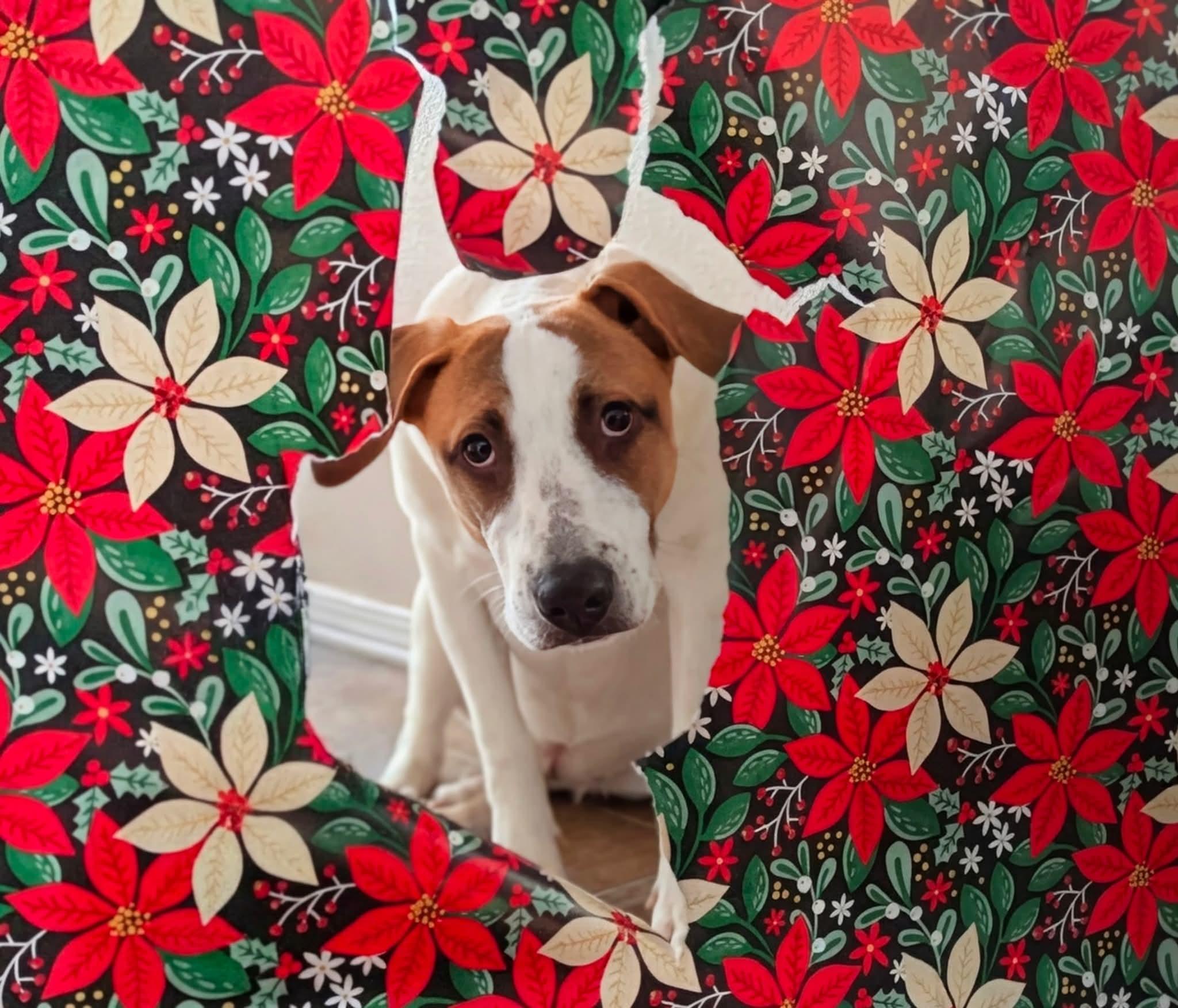 Enlarge Val Kilmer, a Adoptable mixed breed in Spokane, WA image 2/4