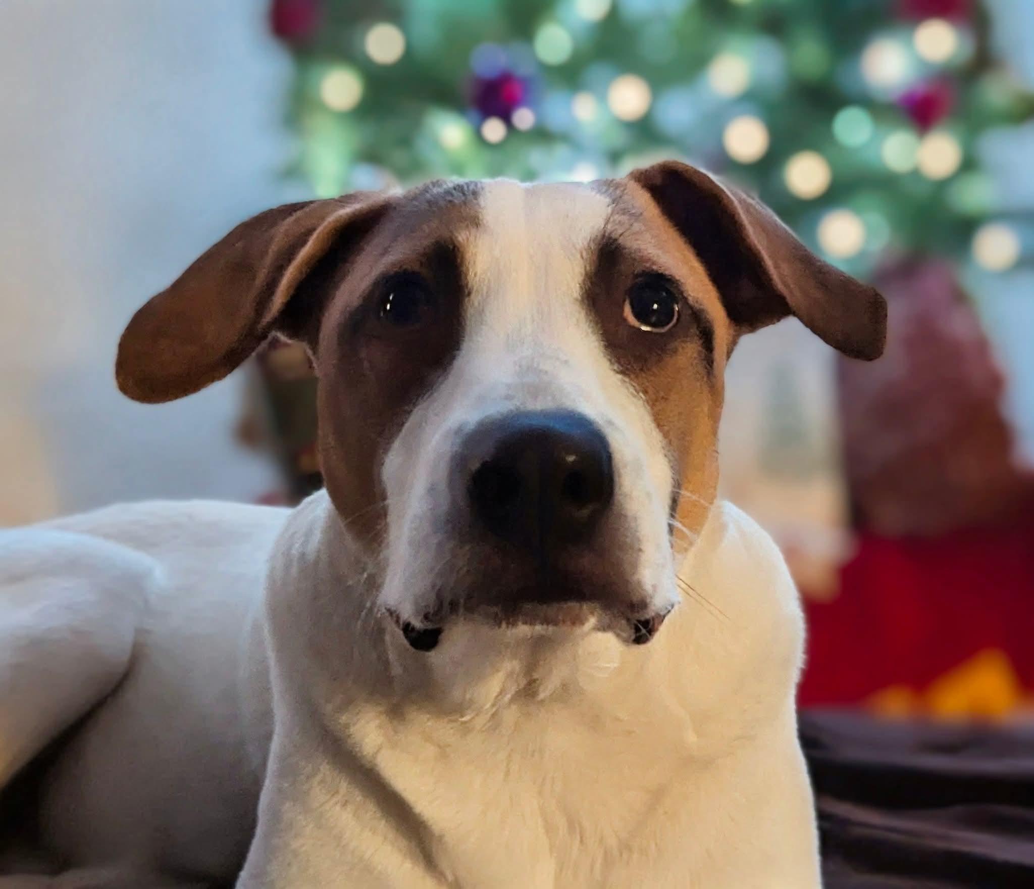 Enlarge Val Kilmer, a Adoptable mixed breed in Spokane, WA image 4/4