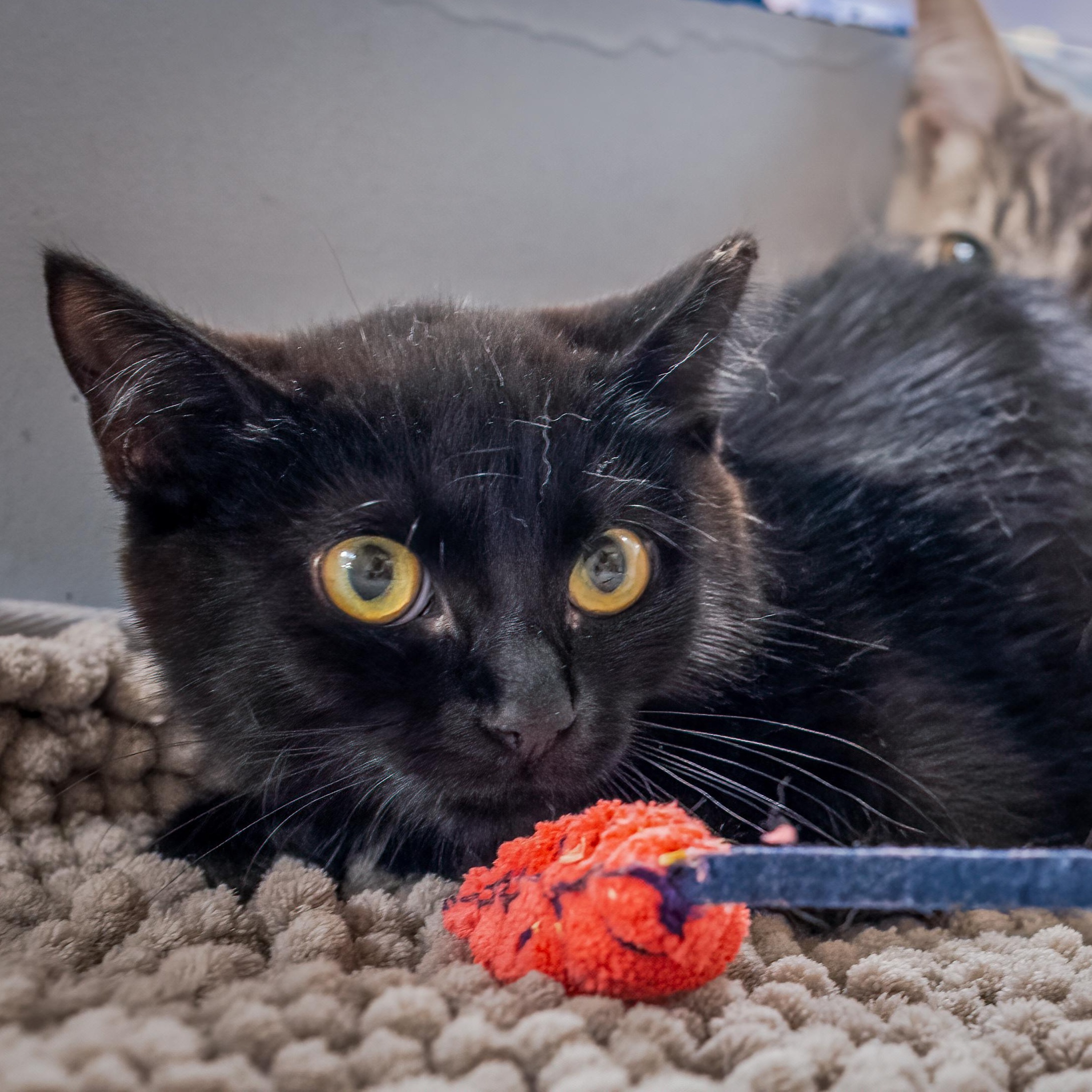 Lorelai (shy), Adoptable, Kitten Female Domestic Short Hair.