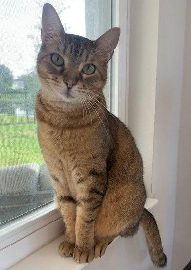 Charlotte, Adoptable, Adult Female Tabby & Domestic Short Hair.