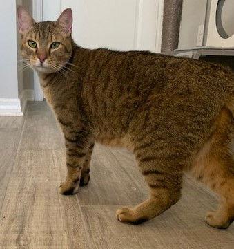 Enlarge Charlotte, a Adoptable mixed breed in Winter Garden, FL image 2/6