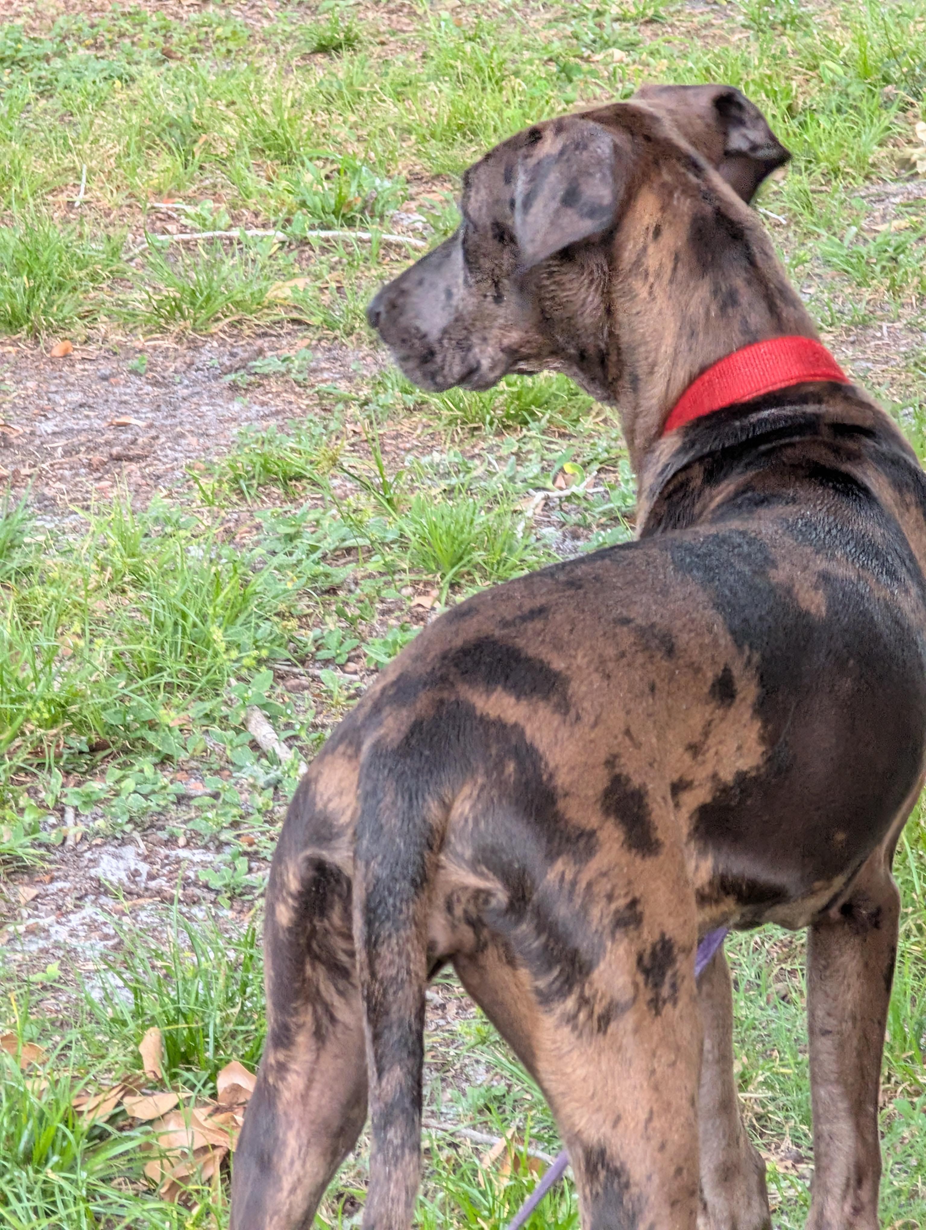 Enlarge Mavis, a ADOPTABLE mixed breed in Lakeland, FL image 4/6