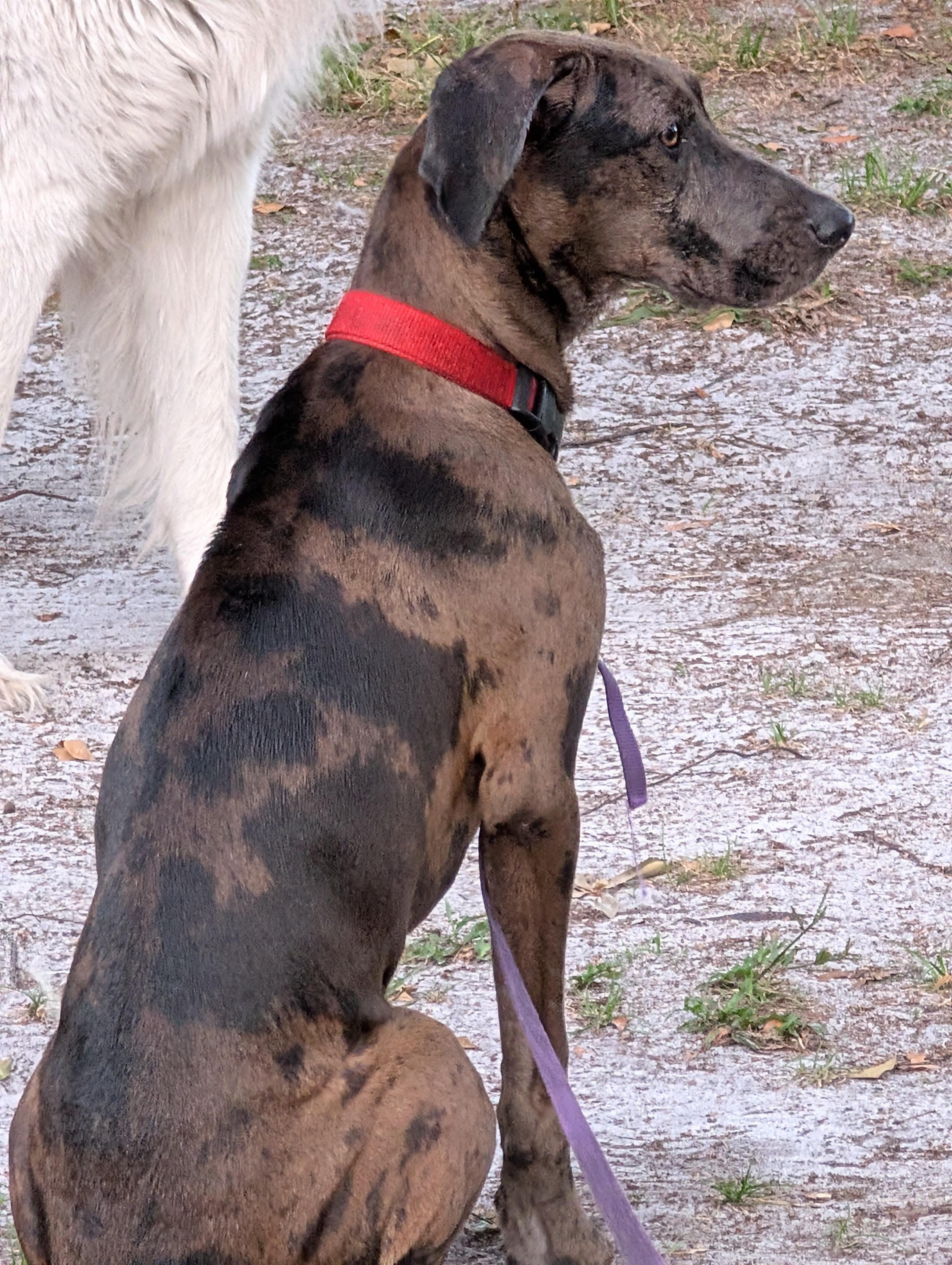 Enlarge Mavis, a ADOPTABLE mixed breed in Lakeland, FL image 1/6