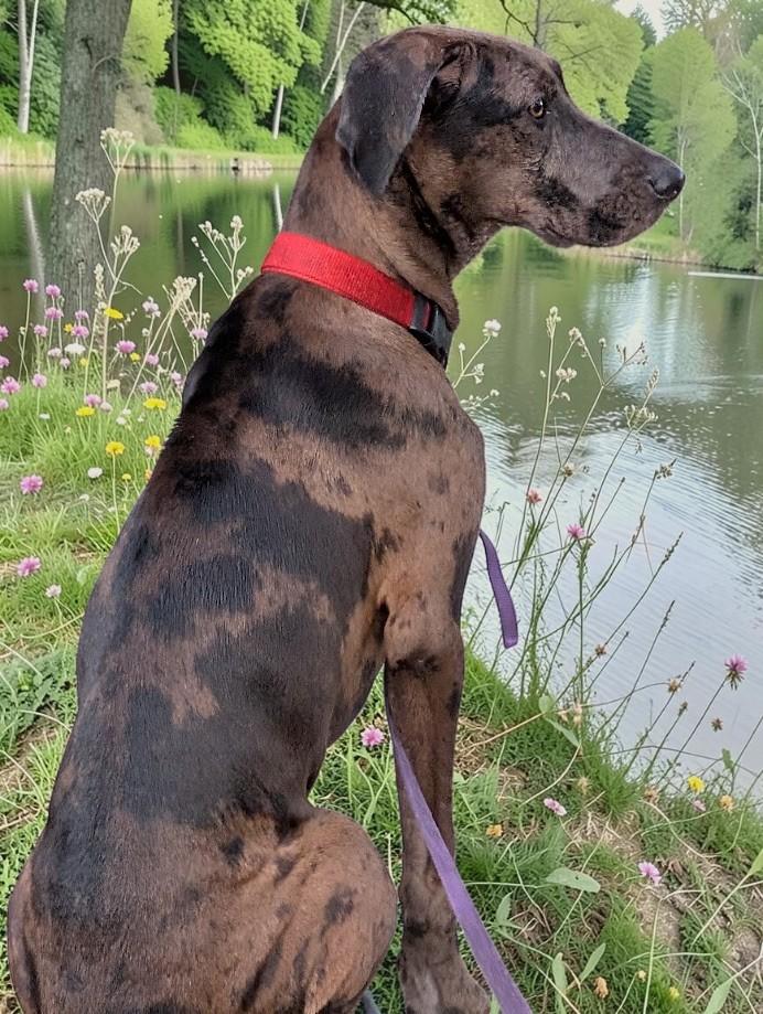 Enlarge Mavis, a ADOPTABLE mixed breed in Lakeland, FL image 3/6