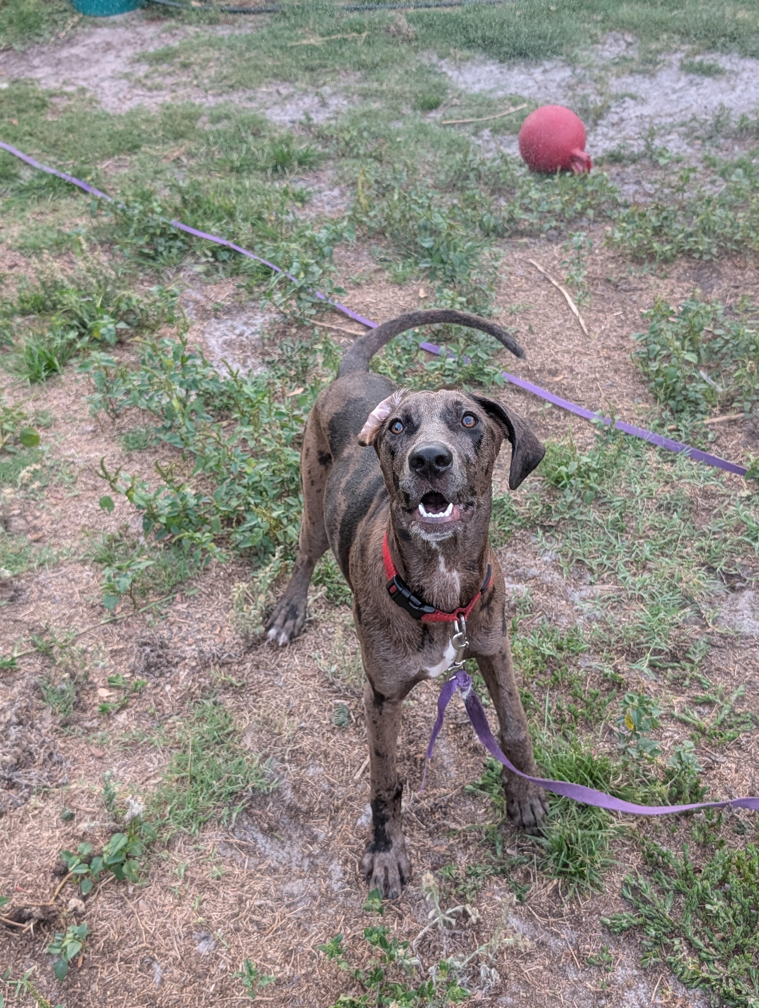Enlarge Mavis, a ADOPTABLE mixed breed in Lakeland, FL image 5/6
