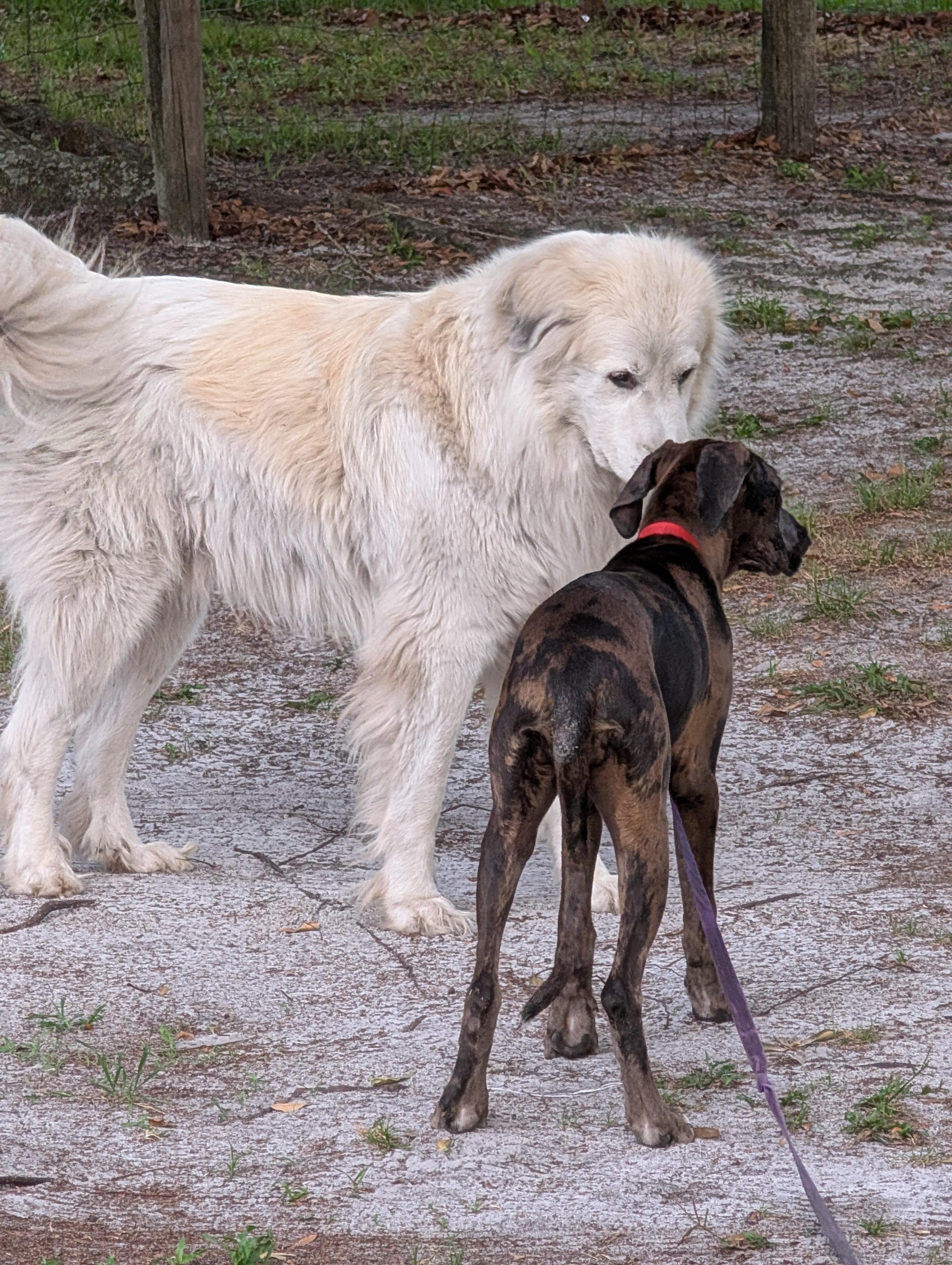 Enlarge Mavis, a ADOPTABLE mixed breed in Lakeland, FL image 3/6