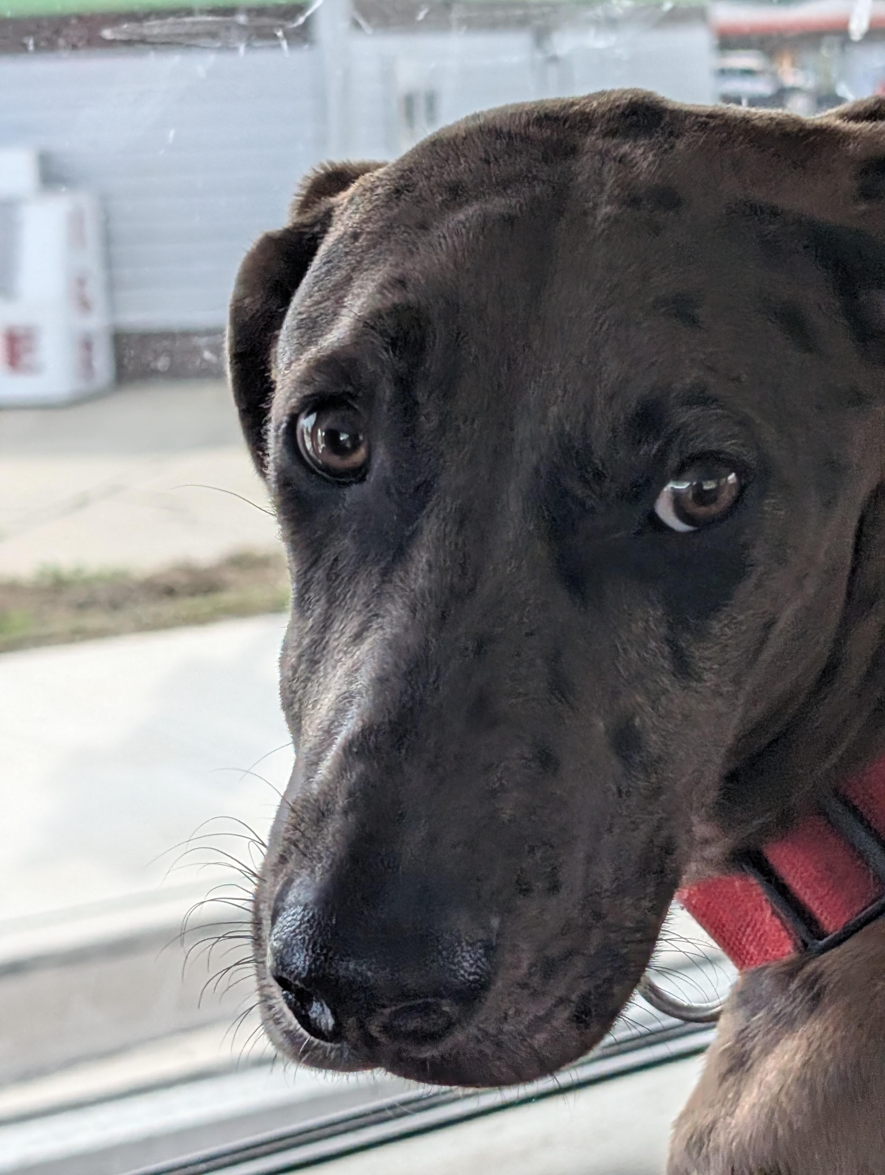Enlarge Mavis, a ADOPTABLE mixed breed in Lakeland, FL image 2/6