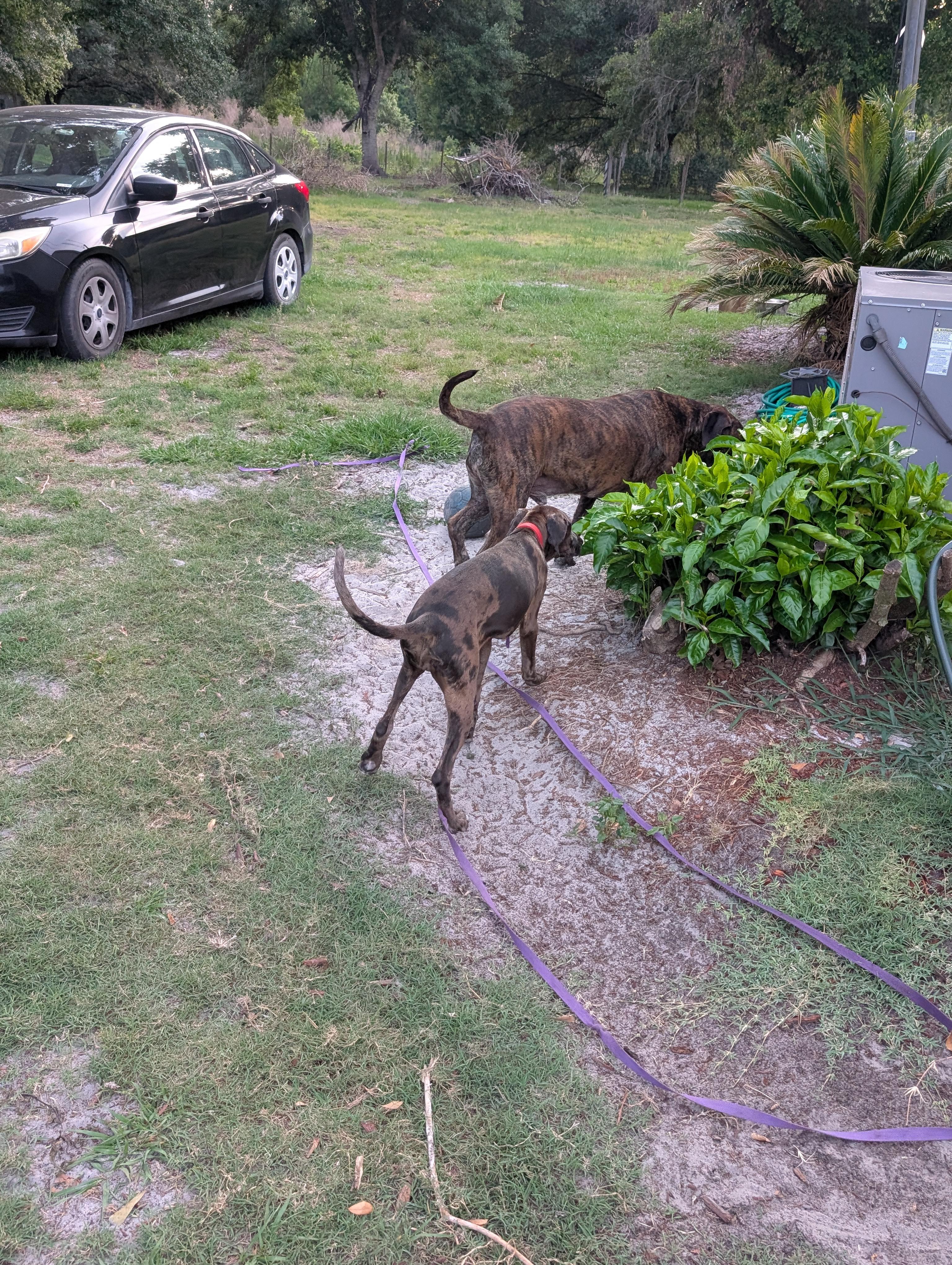 Enlarge Mavis, a ADOPTABLE mixed breed in Lakeland, FL image 6/6