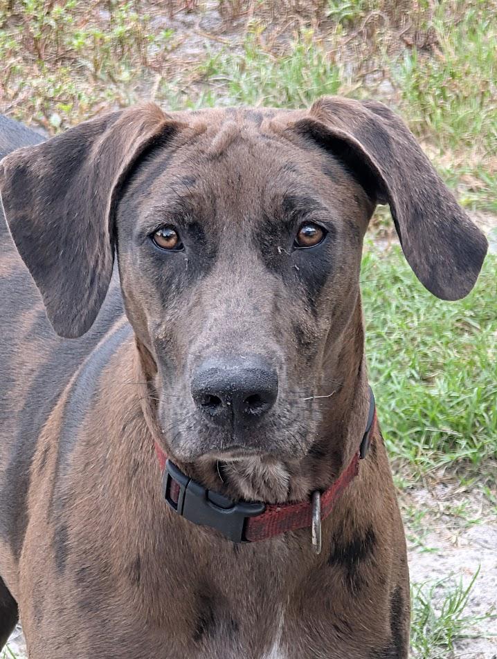 Enlarge Mavis, a ADOPTABLE mixed breed in Lakeland, FL image 1/6