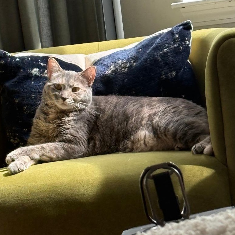 Enlarge Zeya, a Adoptable mixed breed in Chicago, IL image 3/4