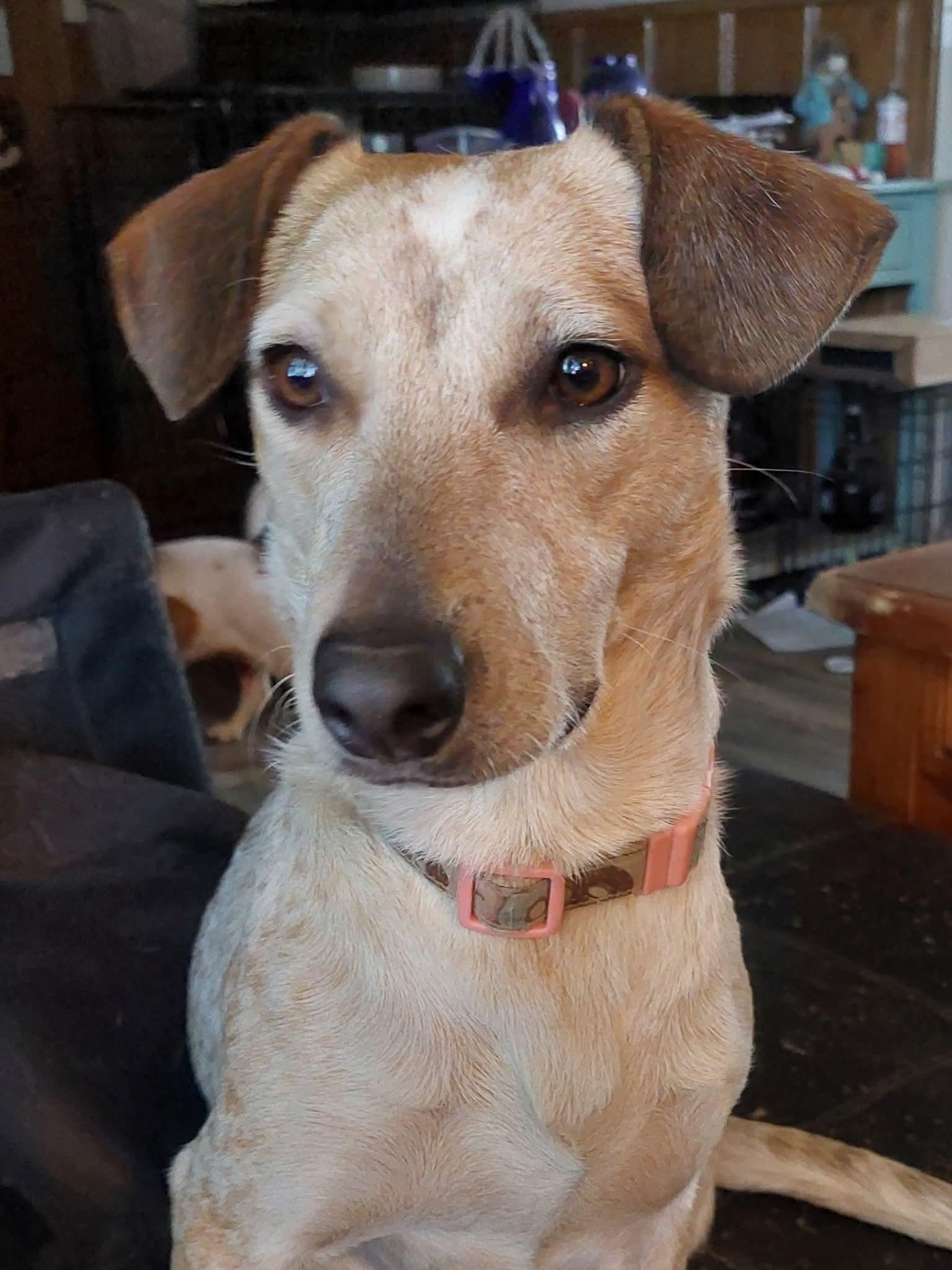 Enlarge Dixie, a Adoptable mixed breed in Santa Maria, CA image 5/5