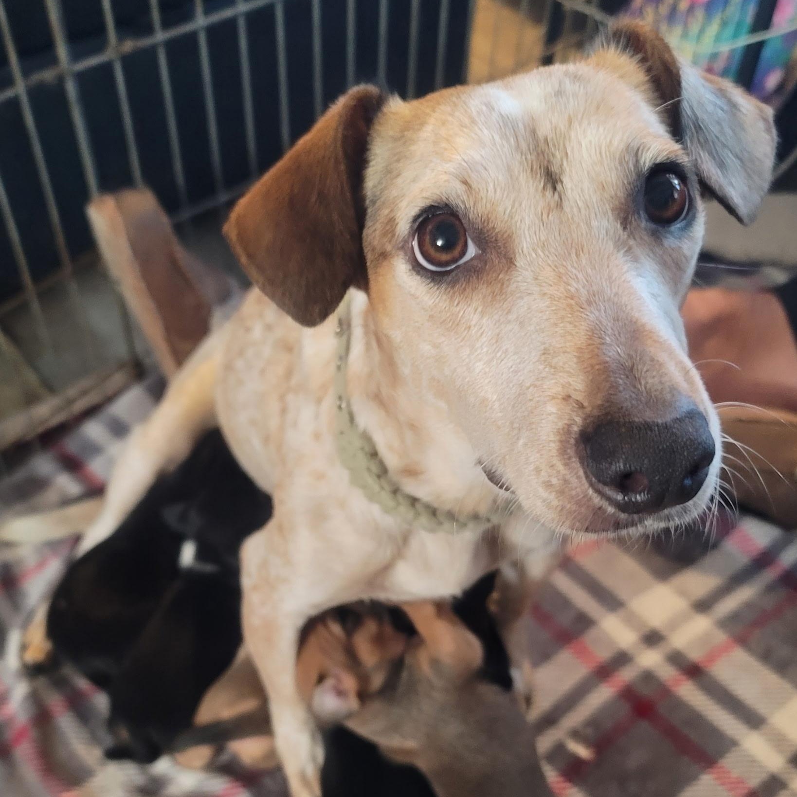 Dixie, a Adoptable mixed breed in Santa Maria, CA image 1/5