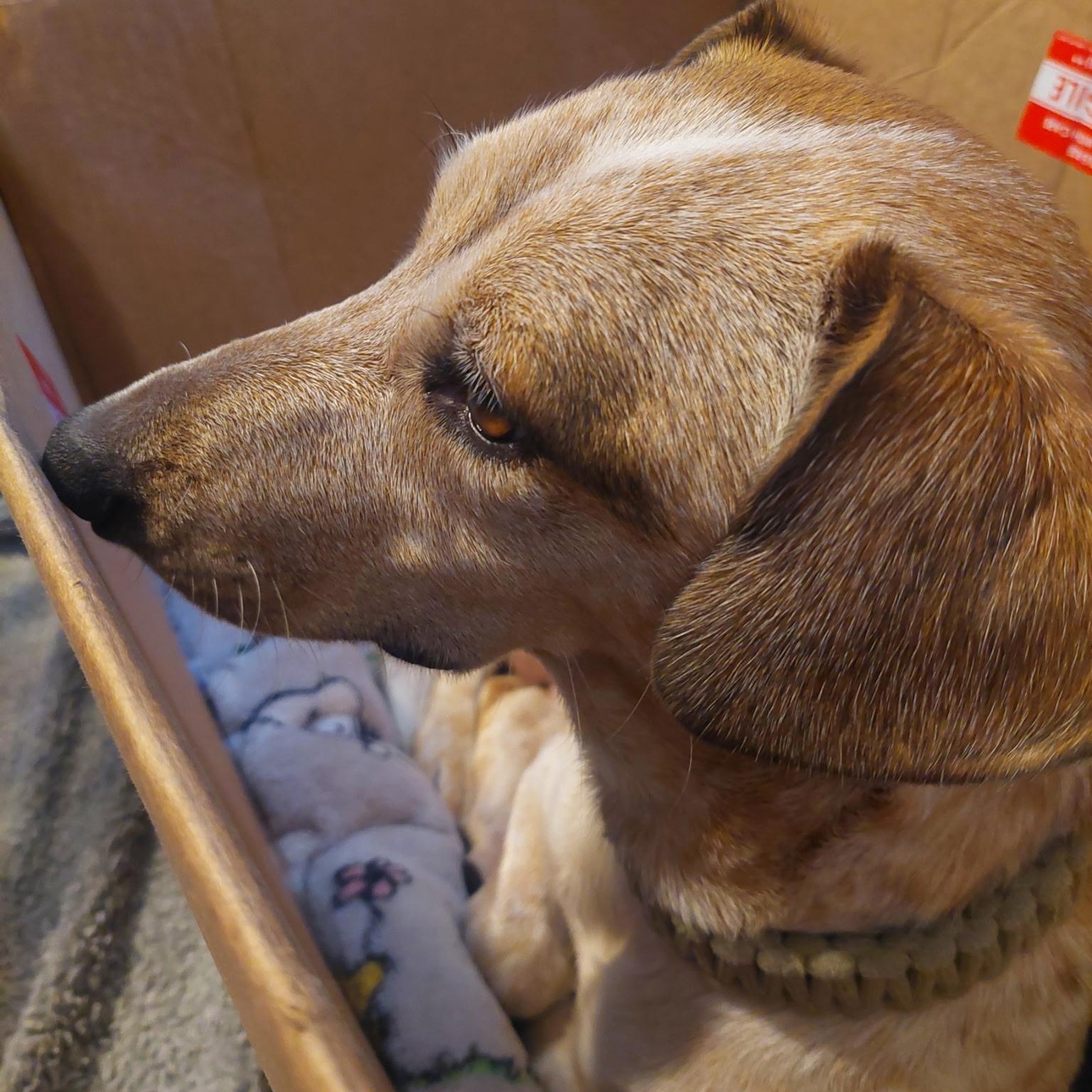 Dixie, a Adoptable mixed breed in Santa Maria, CA image 2/5