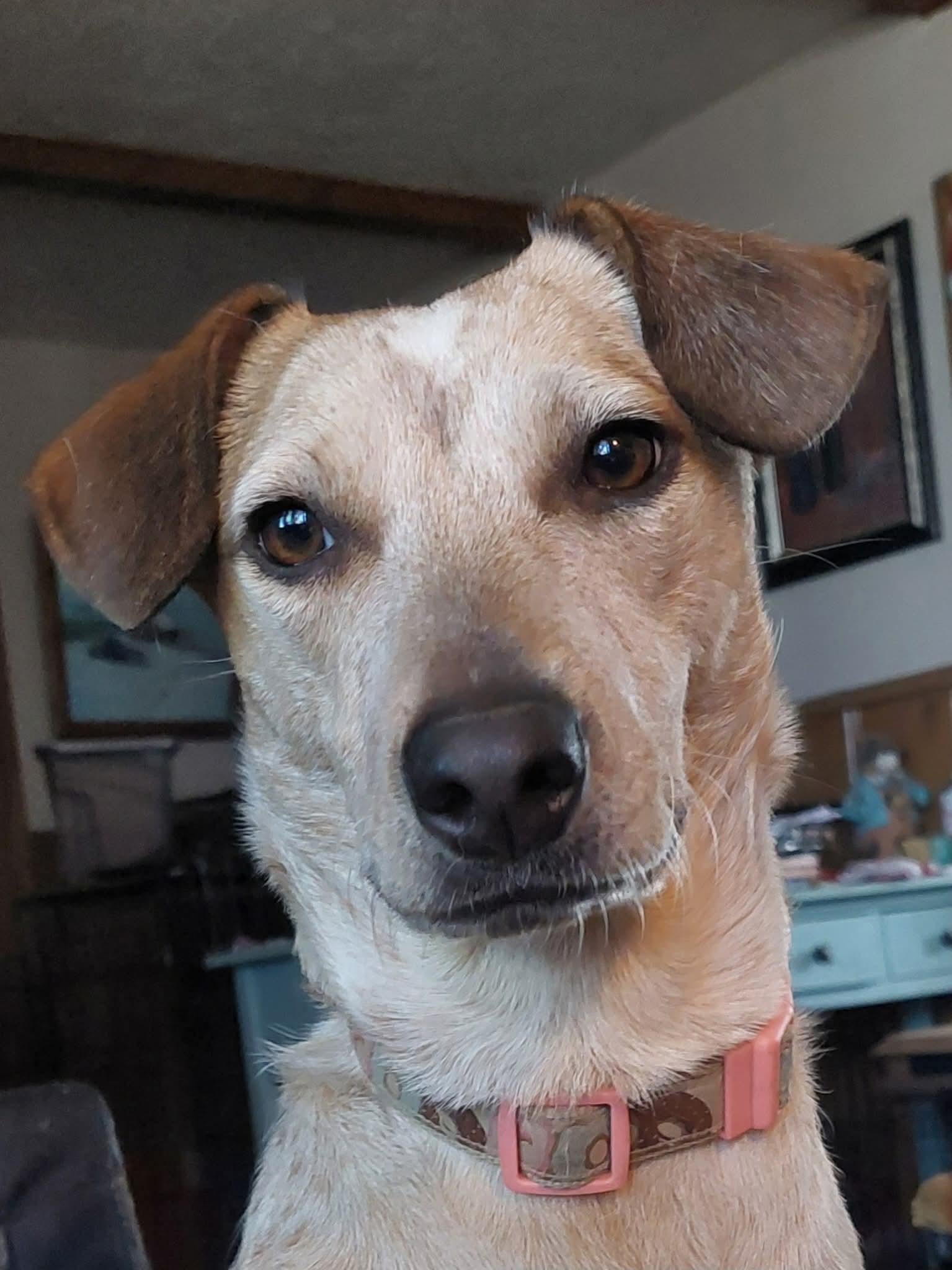 Enlarge Dixie, a Adoptable mixed breed in Santa Maria, CA image 3/5