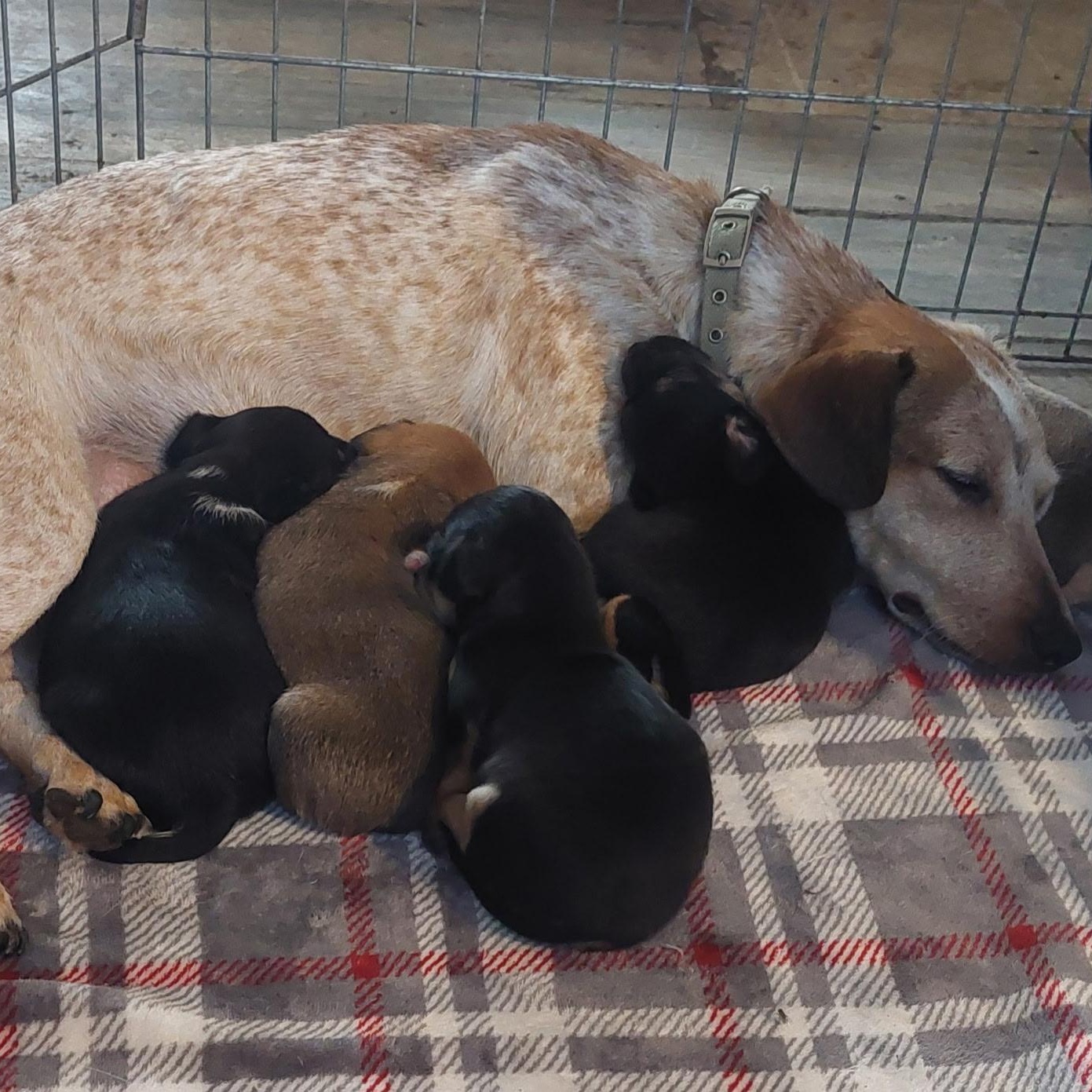 Dixie, a Adoptable mixed breed in Santa Maria, CA image 3/5