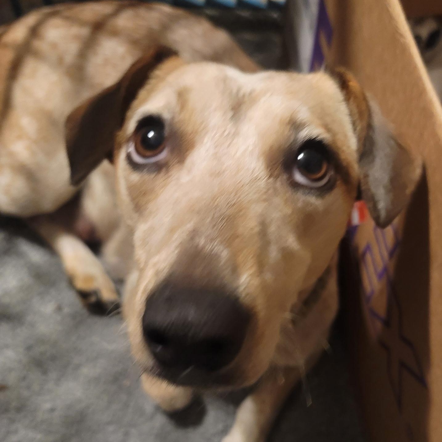 Dixie, a Adoptable mixed breed in Santa Maria, CA image 4/5