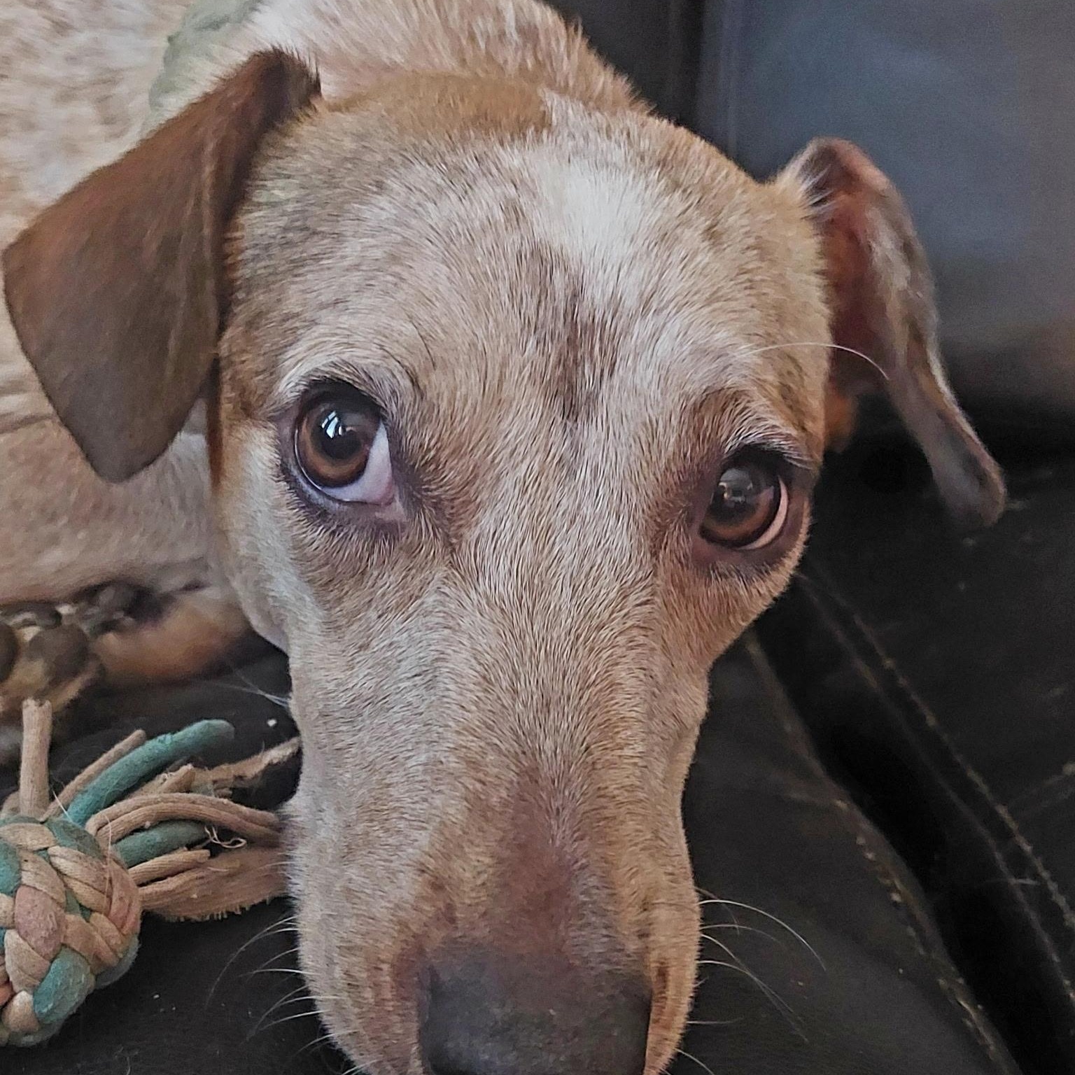 Dixie, a Adoptable mixed breed in Santa Maria, CA image 5/5