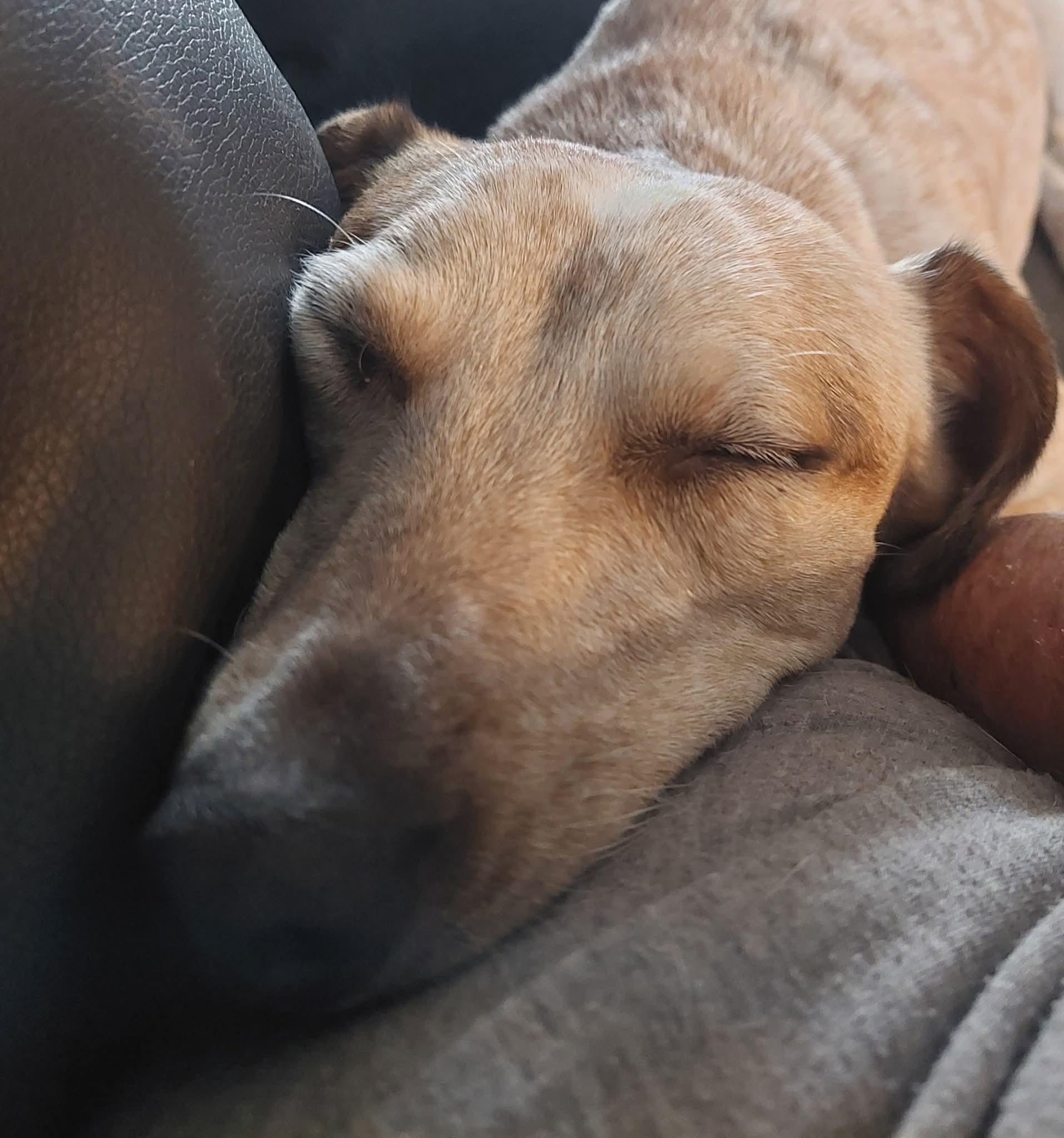 Enlarge Dixie, a Adoptable mixed breed in Santa Maria, CA image 4/5