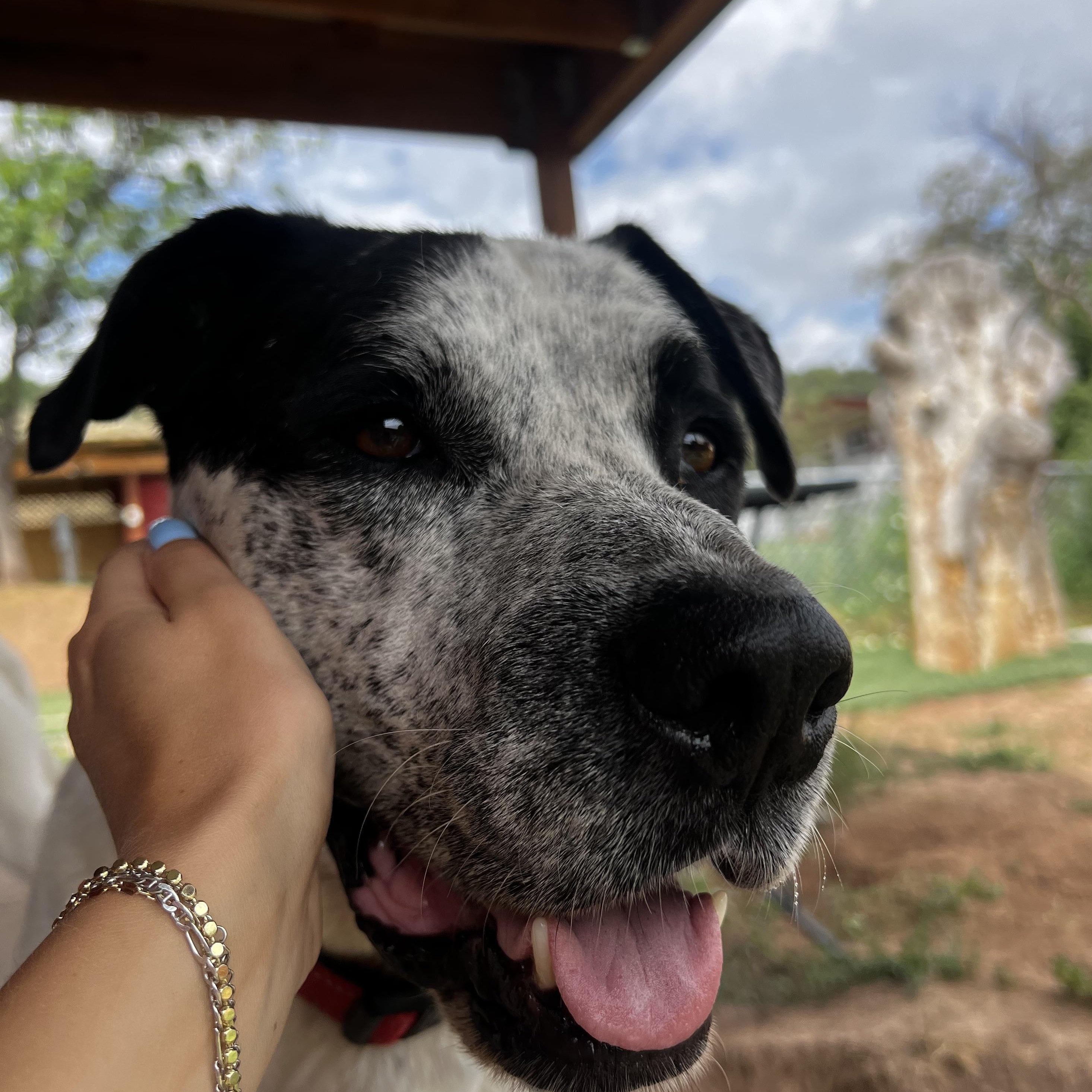 Bruno, ADOPTABLE, Adult Male English Pointer.