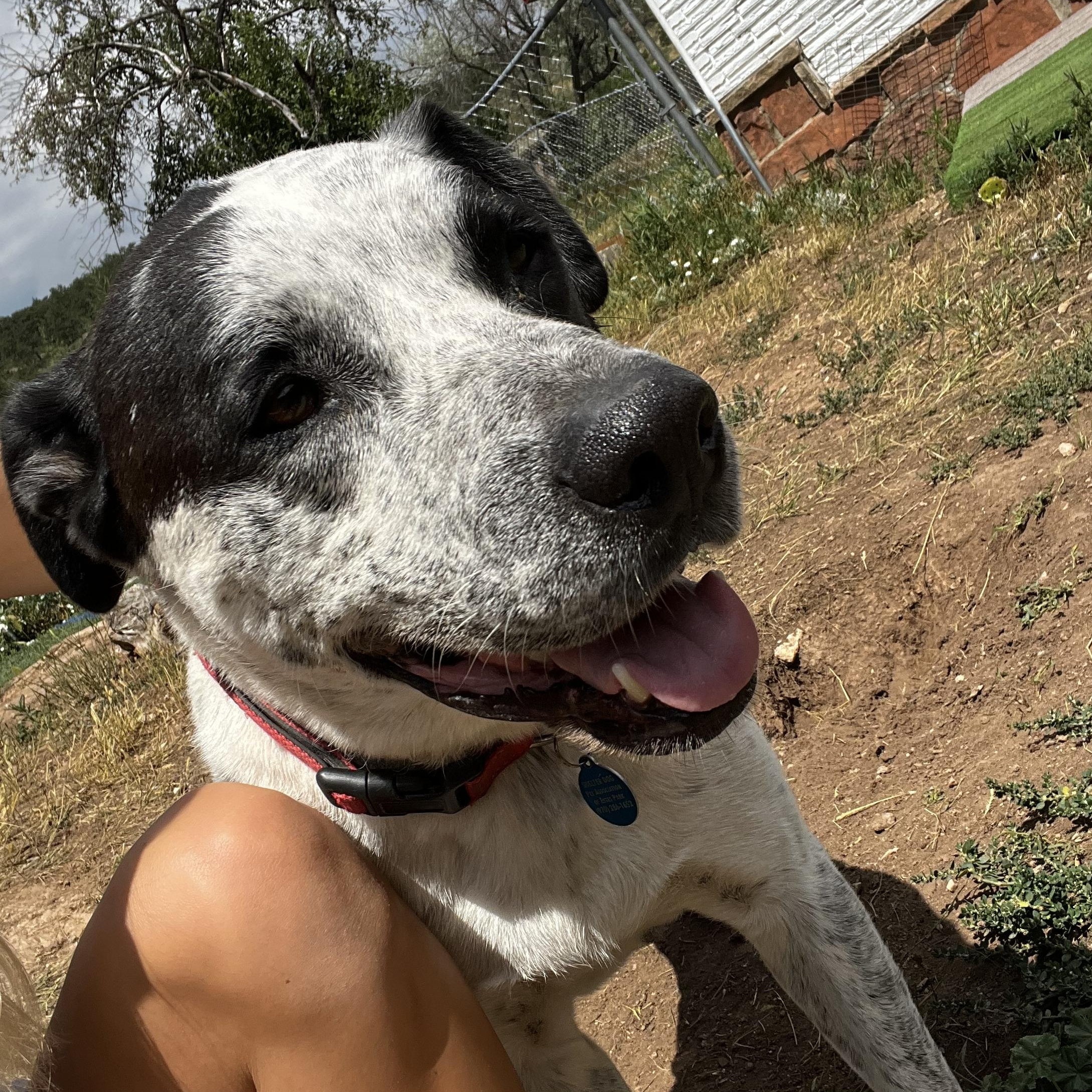 Enlarge Bruno, a ADOPTABLE mixed breed in Loveland, CO image 5/5