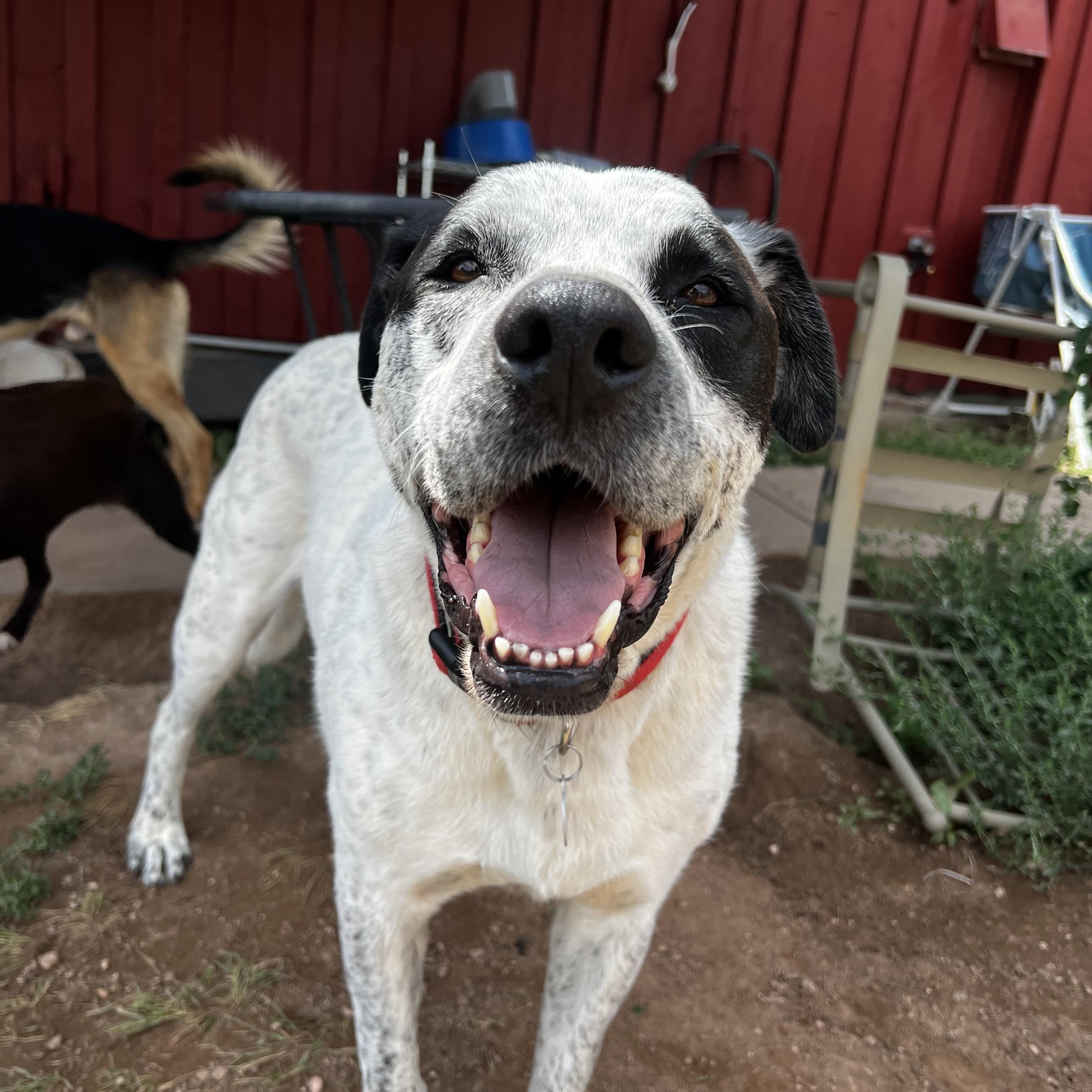 Enlarge Bruno, a ADOPTABLE mixed breed in Loveland, CO image 2/5