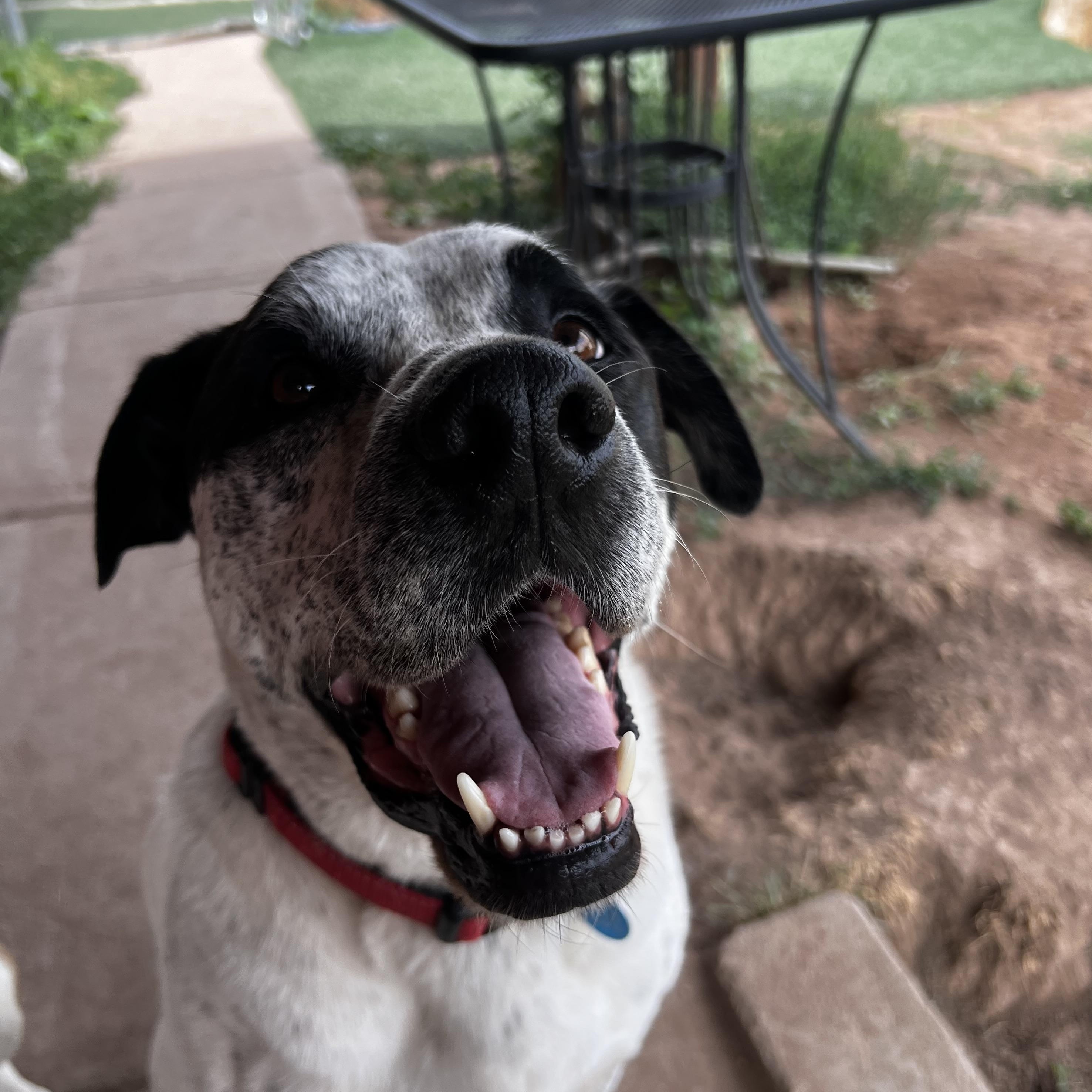 Enlarge Bruno, a ADOPTABLE mixed breed in Loveland, CO image 4/5