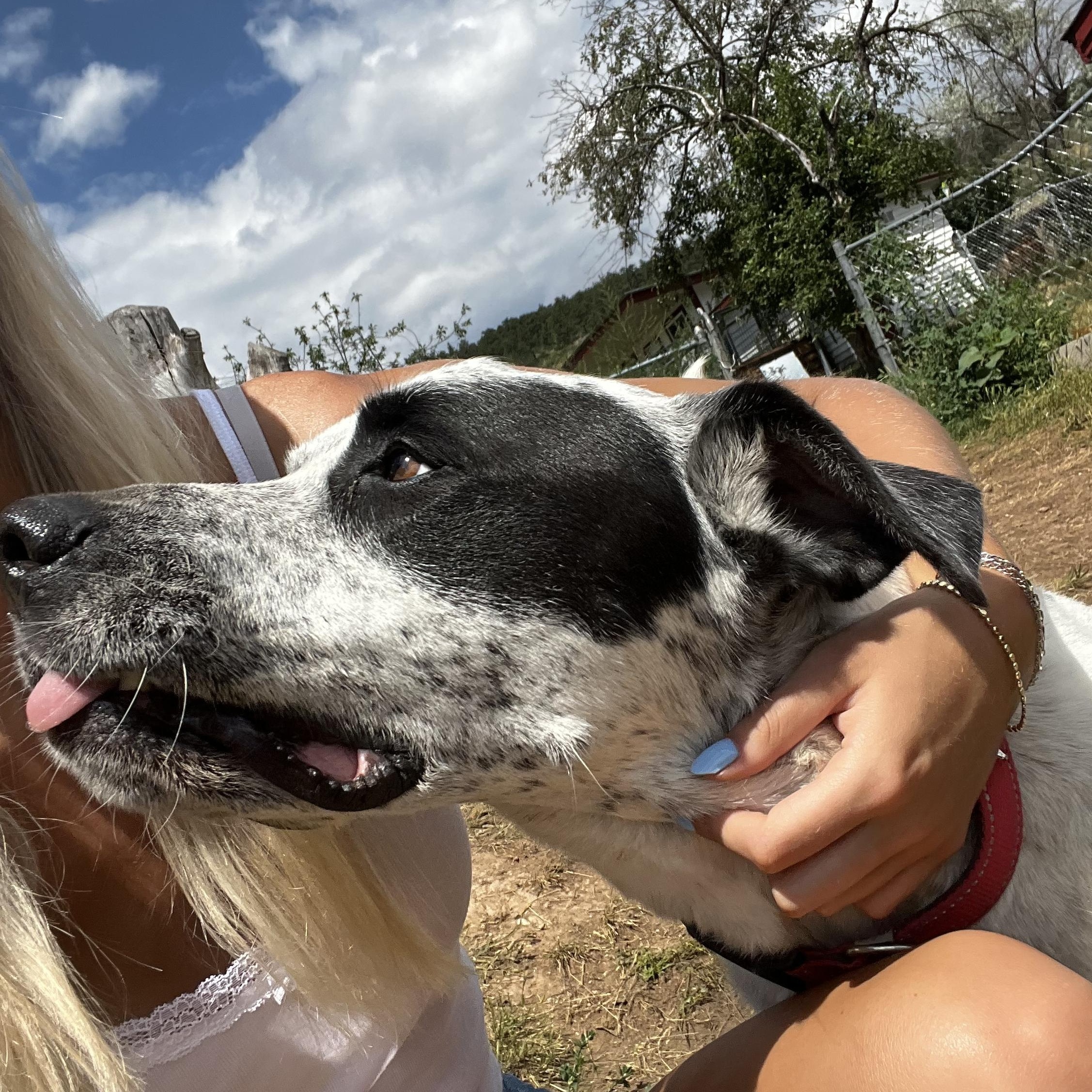 Enlarge Bruno, a ADOPTABLE mixed breed in Loveland, CO image 3/5